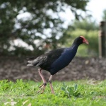 image of european_gallinule #29