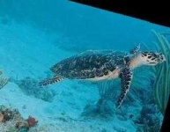 image of hawksbill