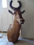 image of hartebeest