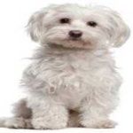 image of animal