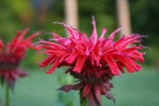 image of flower