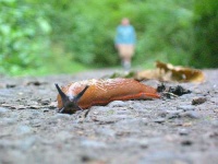 image of slug