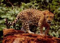 image of jaguar_car