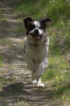 image of animal