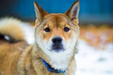 image of animal