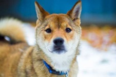 image of shiba_inu #31