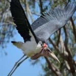 image of bird