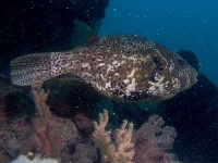 image of puffer