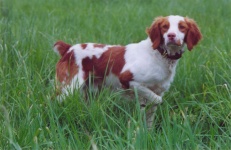 image of brittany_spaniel