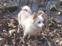 image of pomeranian