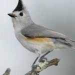 image of bird