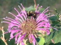 image of flower
