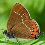 image of hairstreak #18