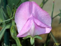 image of flower