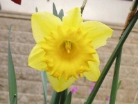 image of flower