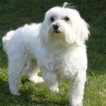 image of animal