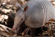 image of armadillo #13