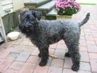 image of kerry_blue_terrier