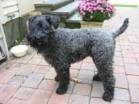 image of kerry_blue_terrier #4