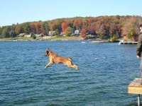 image of chesapeake_bay_retriever