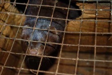 image of mink