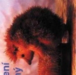 image of hedgehog