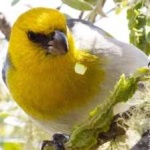 image of bird