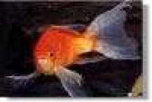 image of goldfish