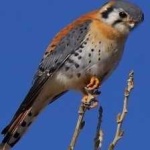 image of bird