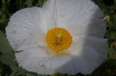 image of flower