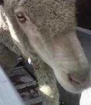 image of animal