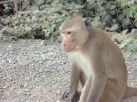 image of macaque
