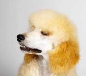 image of standard_poodle