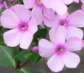 image of flower