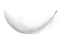 image of feather