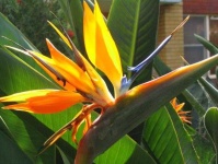 image of bird_of_paradise_flower #72