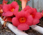 image of flower