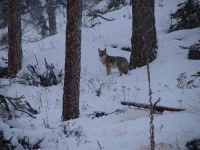 image of coyote