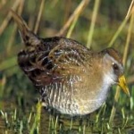 image of bird