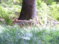 image of coyote