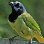 image of green_jay #8