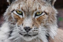 image of lynx