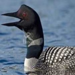 image of bird