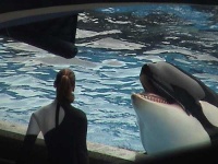 image of killer_whale