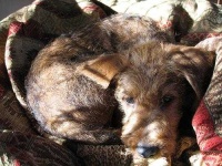image of irish_terrier