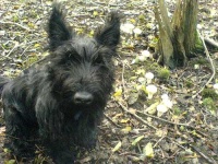 image of scottish_terrier #17