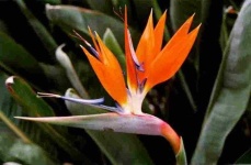 image of bird_of_paradise_flower #78