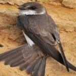 image of bird