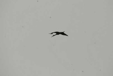 image of black_stork