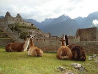 image of alpaca #34